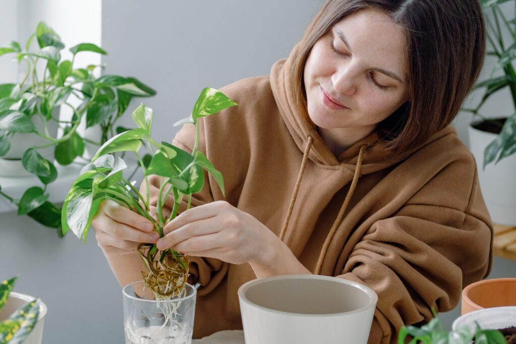 A young woman holding epipremnum or golden pothos seedlings to pot in a flowerpot. Home gardening.