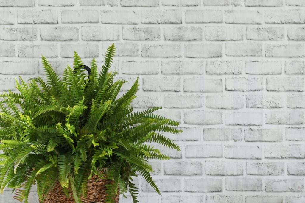 Boston Fern in front of a white brick wall background