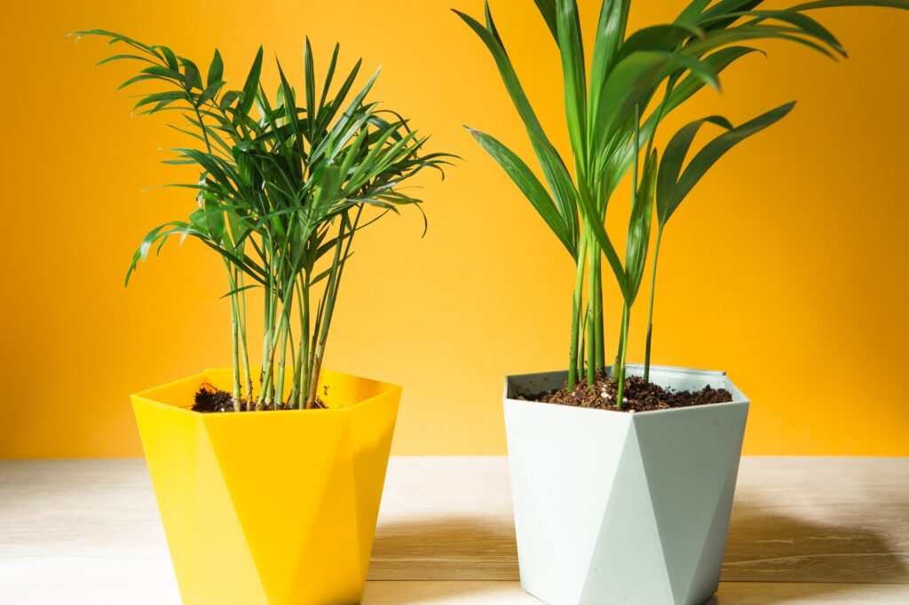 Palm hamedorea bamboo in a pot - house plants close-up. Hovea tropical plant, care and cultivation
