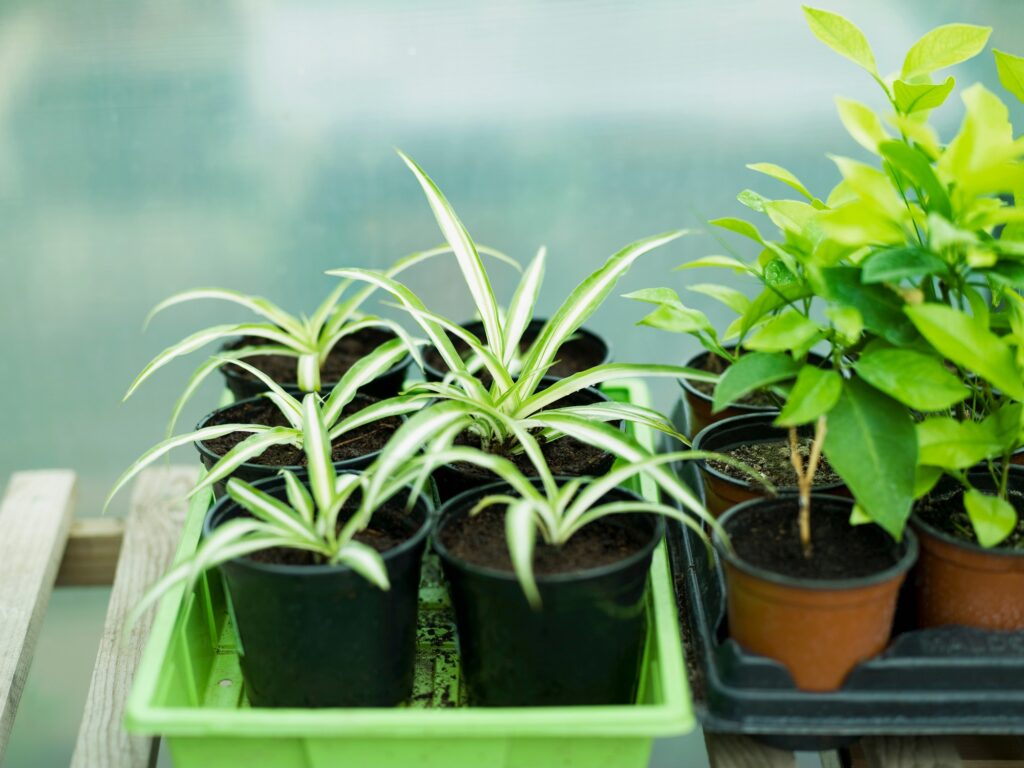 Some potted spider plants