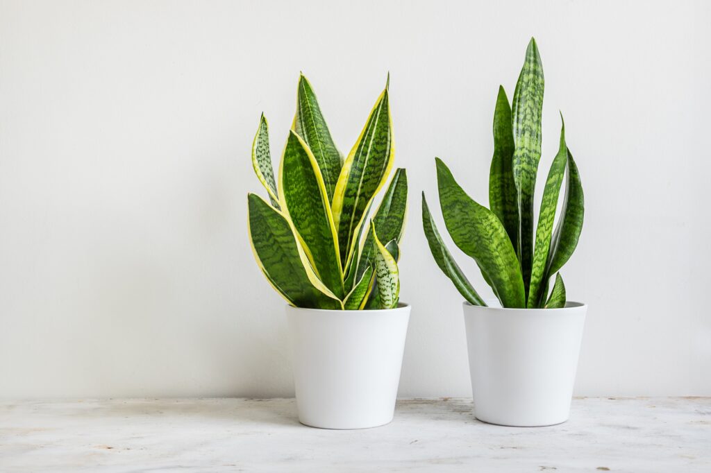 Two Snake plants in white flowerpots